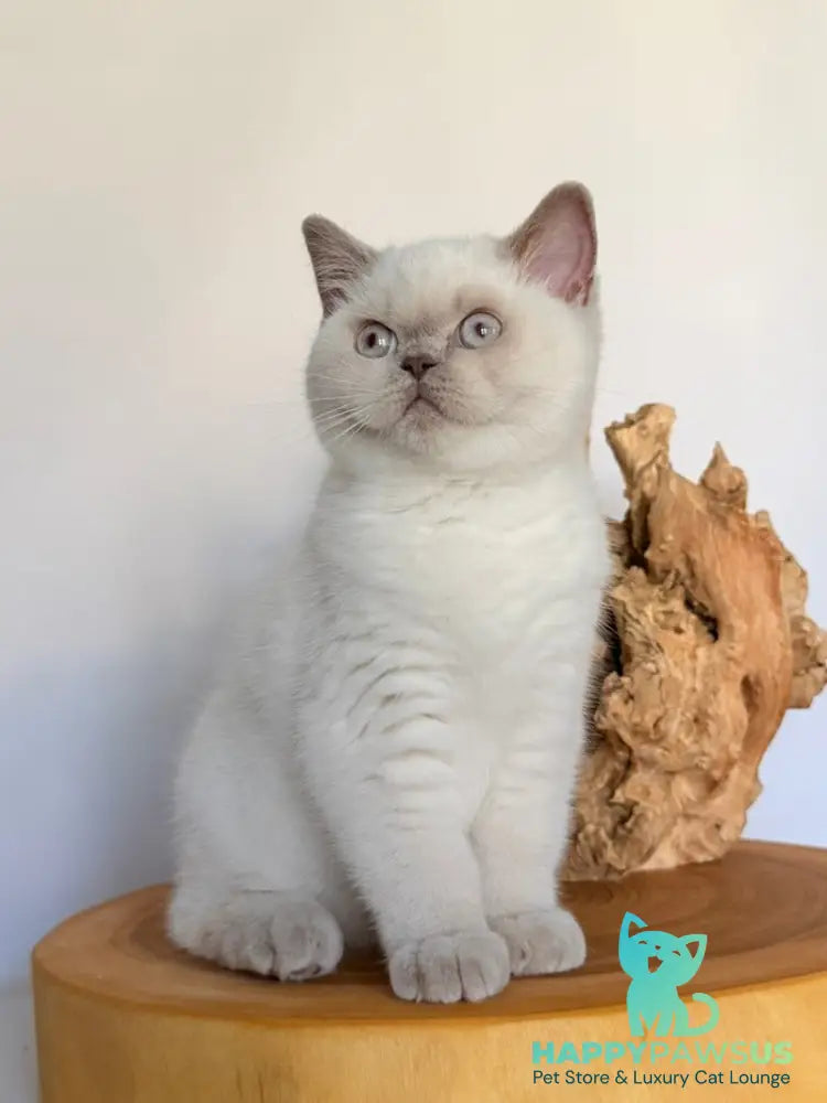 Evelyn British Shorthair male fawn pointed - live animals
