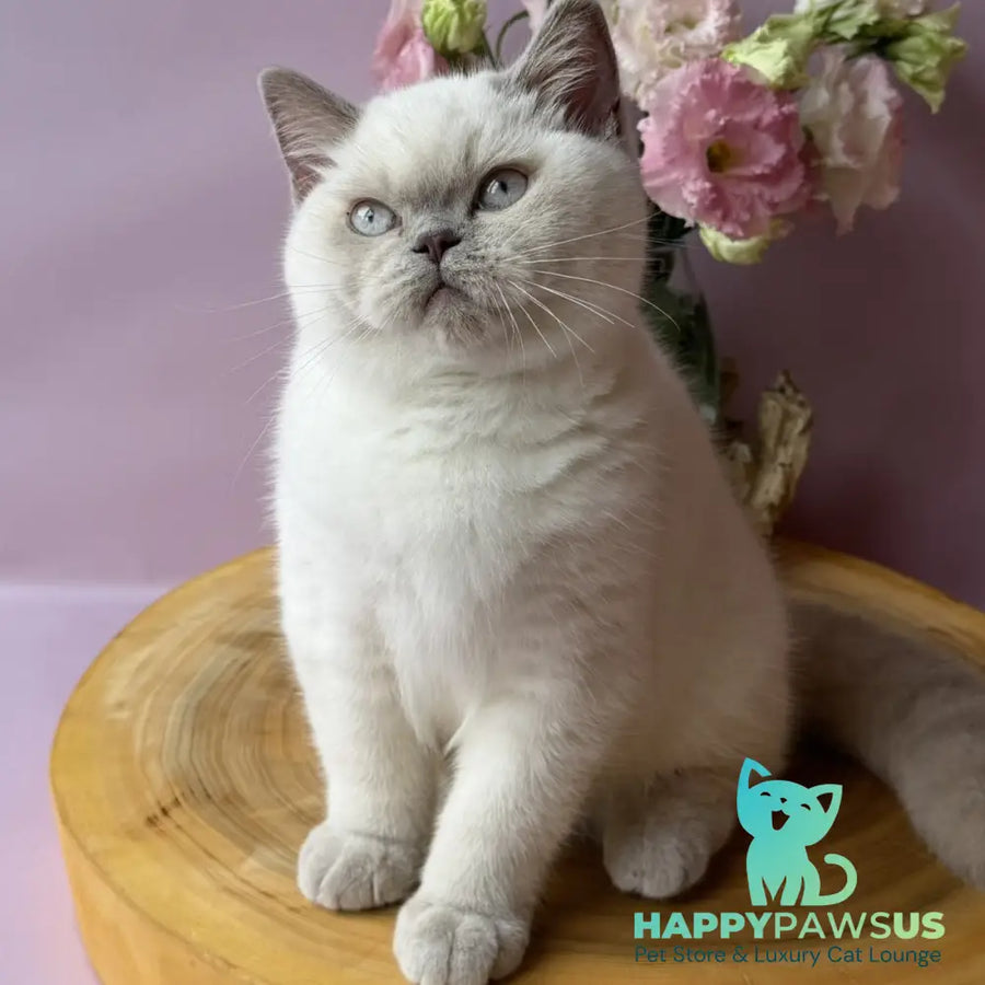 Evelyn British Shorthair female fawn pointed - live animals