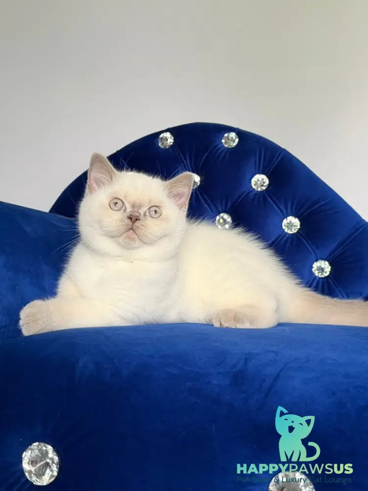 Evelyn British Shorthair male fawn pointed - live animals