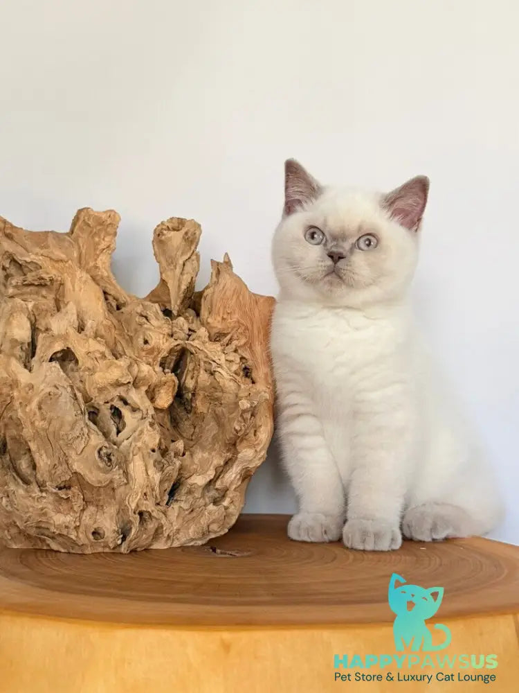 Evelyn British Shorthair male fawn pointed - live animals