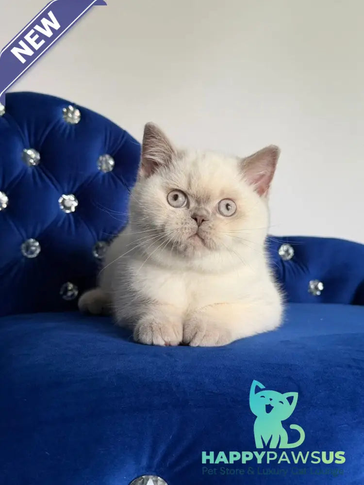 Evelyn British Shorthair male fawn pointed - live animals