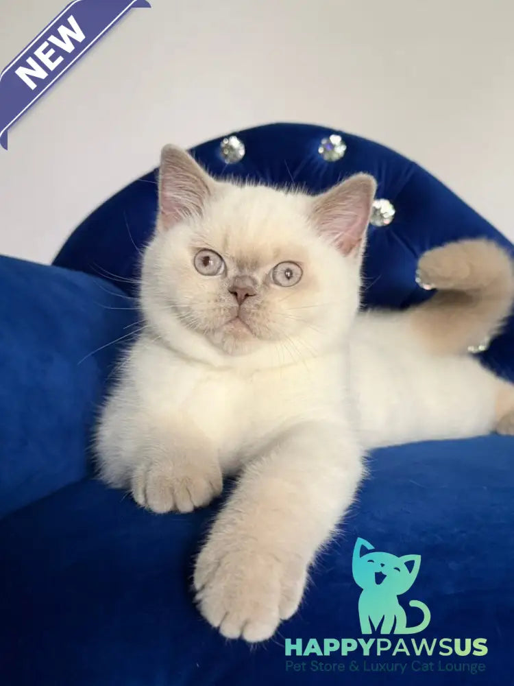 Evelyn British Shorthair male fawn pointed - live animals