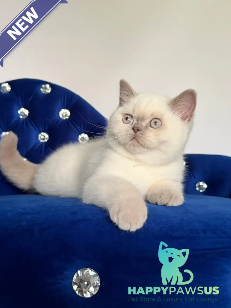 Evelyn British Shorthair male fawn pointed - live animals