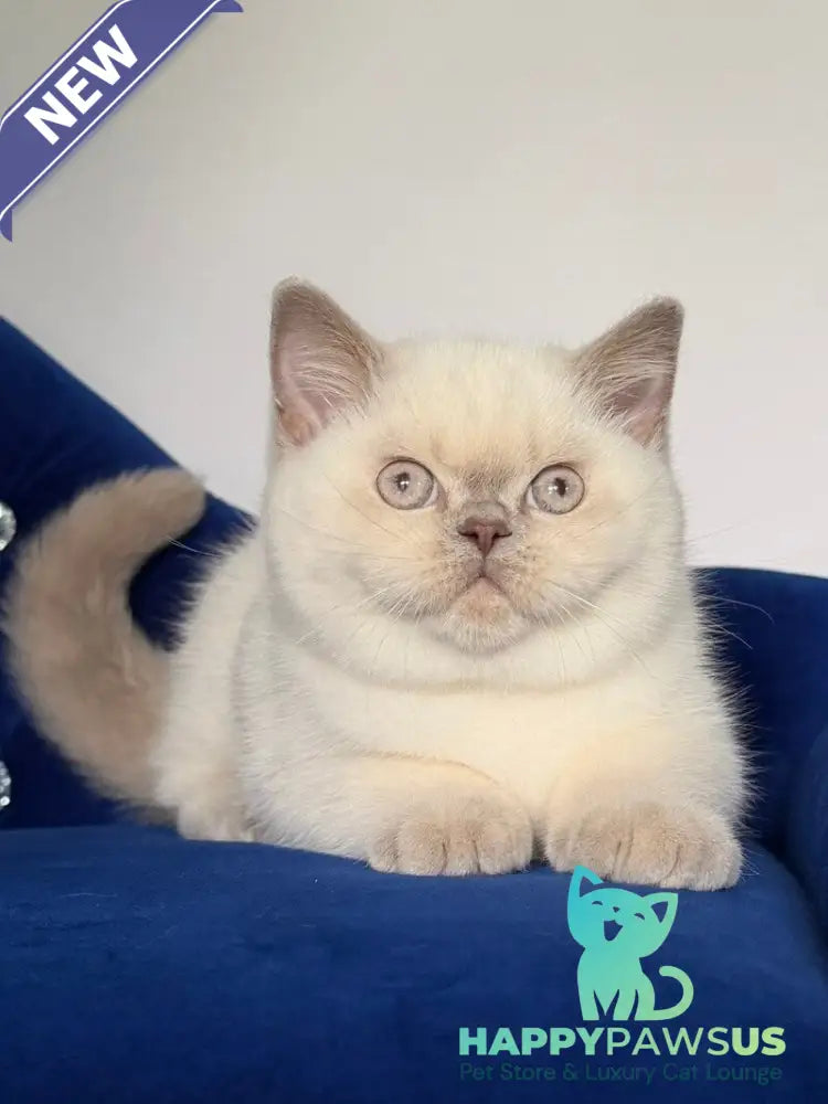 Evelyn British Shorthair male fawn pointed - live animals