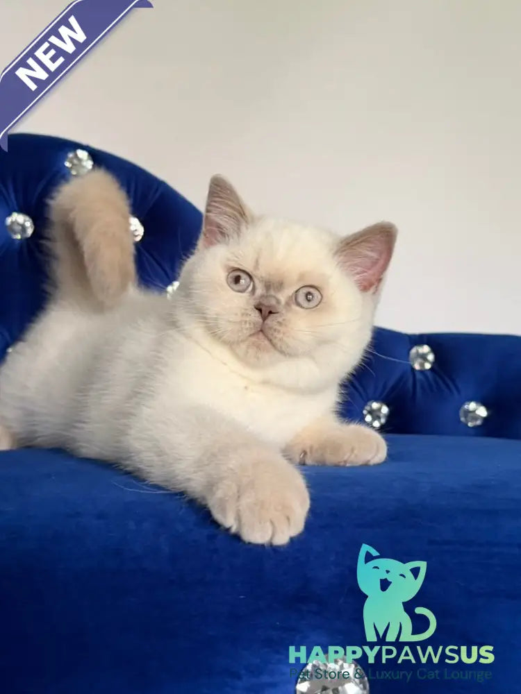 Evelyn British Shorthair male fawn pointed - live animals