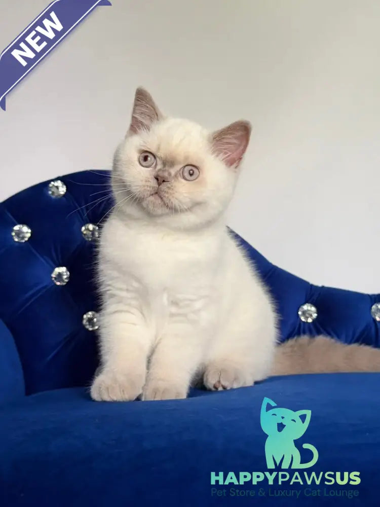 Evelyn British Shorthair male fawn pointed - live animals