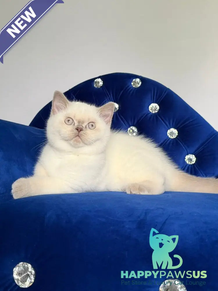 Evelyn British Shorthair male fawn pointed - live animals