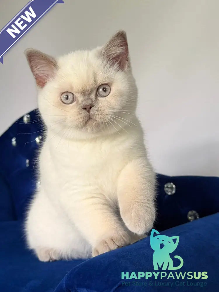 Evelyn British Shorthair male fawn pointed - live animals