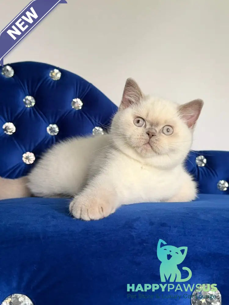Evelyn British Shorthair male fawn pointed - live animals