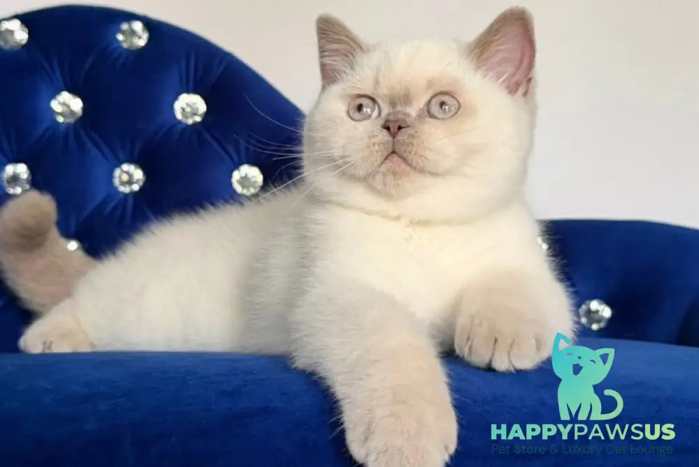 Evelyn British Shorthair male fawn pointed - live animals