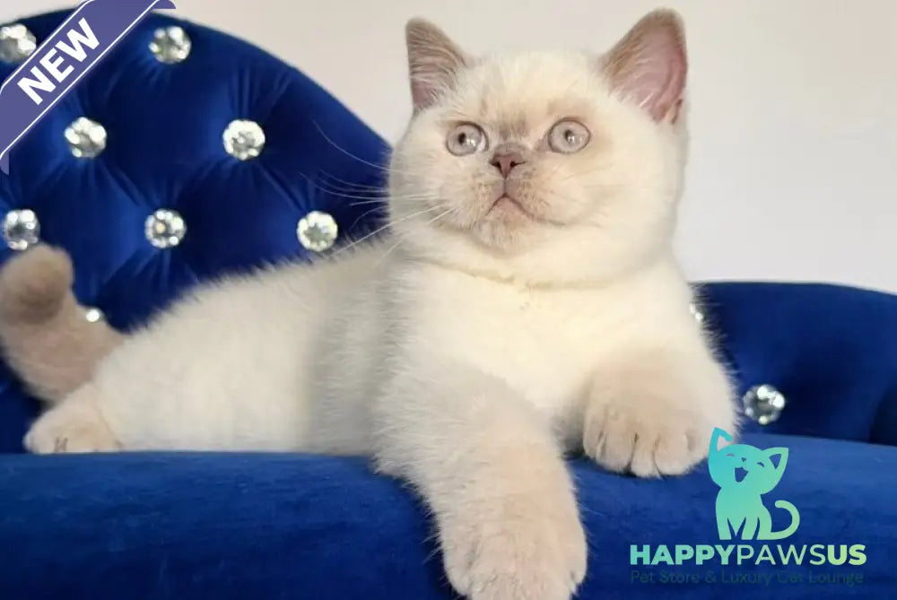 Evelyn British Shorthair male fawn pointed - live animals