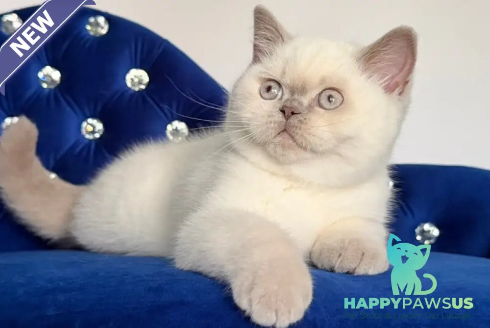 Evelyn British Shorthair male fawn pointed - live animals