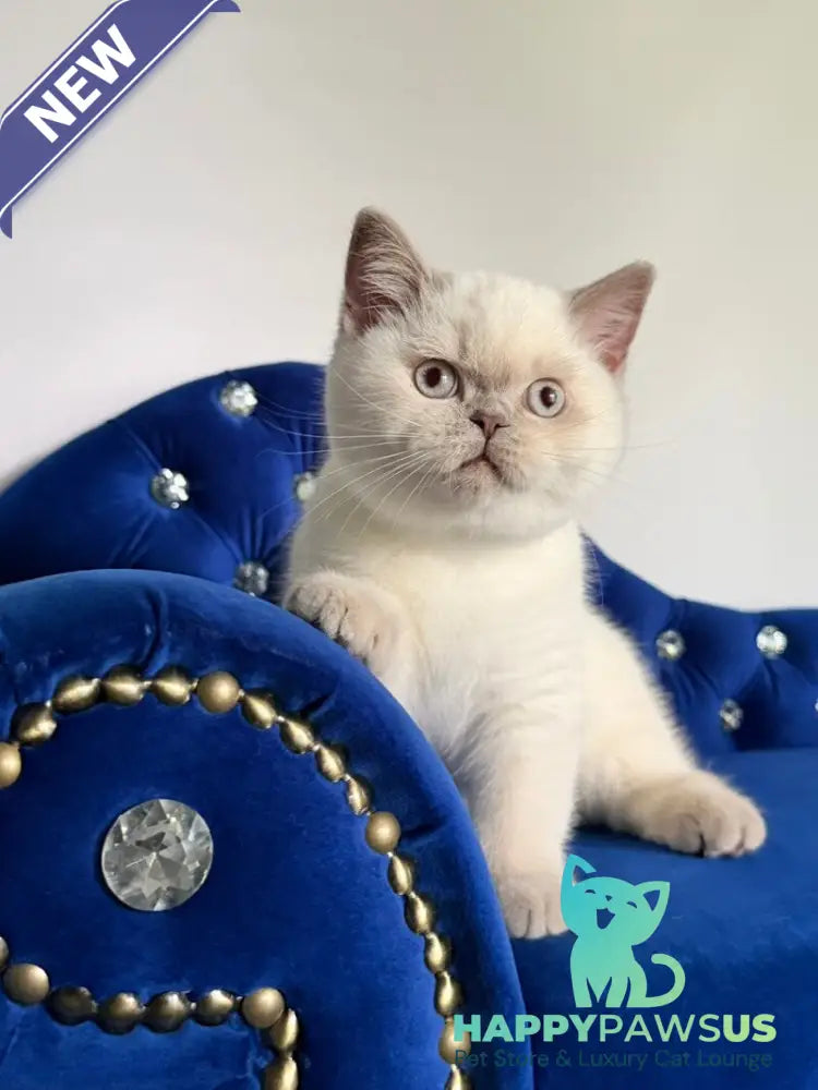 Evelyn British Shorthair male fawn pointed - live animals