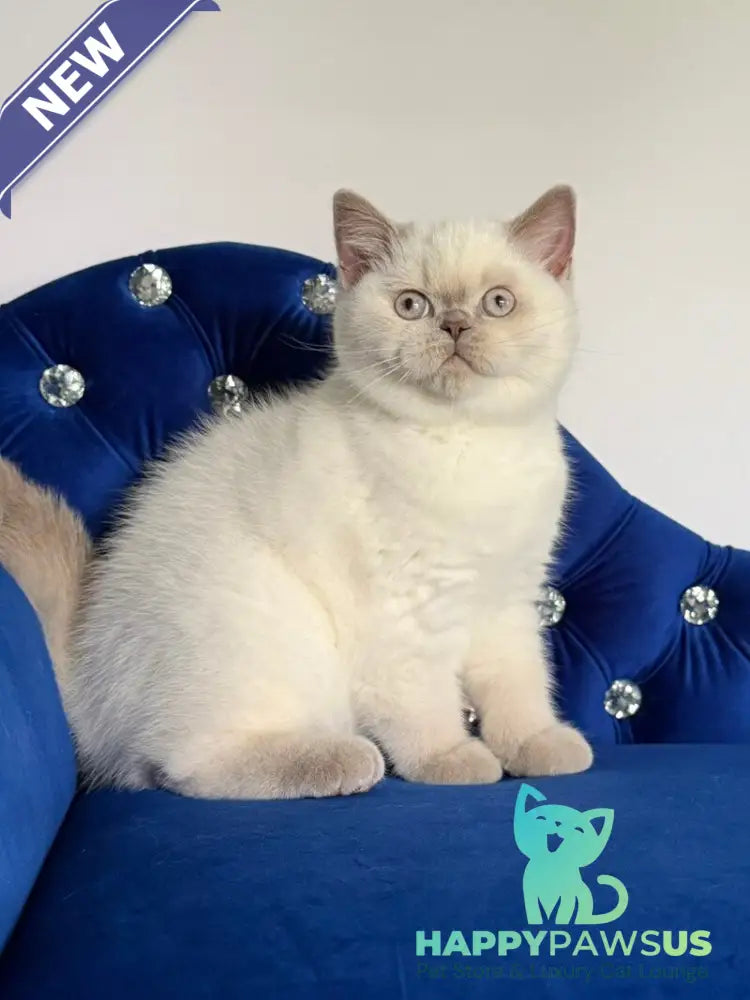 Evelyn British Shorthair male fawn pointed - live animals