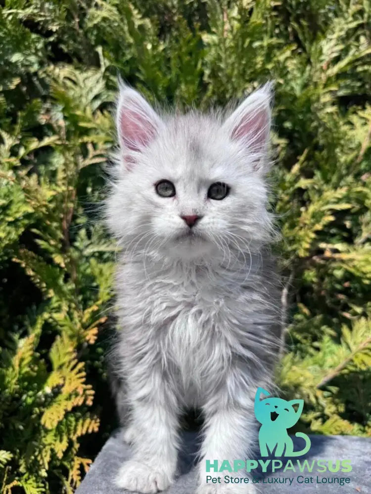 Evelynа Maine Coon female black silver ticked tabby - live animals