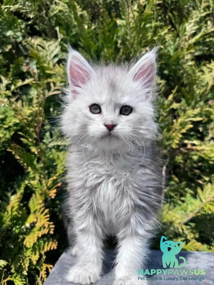 Evelynа Maine Coon female black silver ticked tabby - live animals