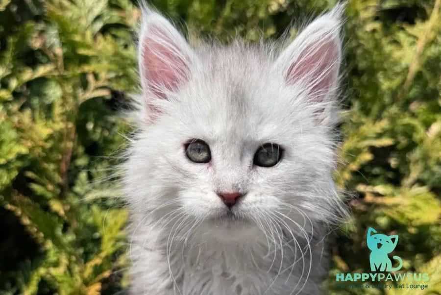 Evelynа Maine Coon female black silver ticked tabby - live animals