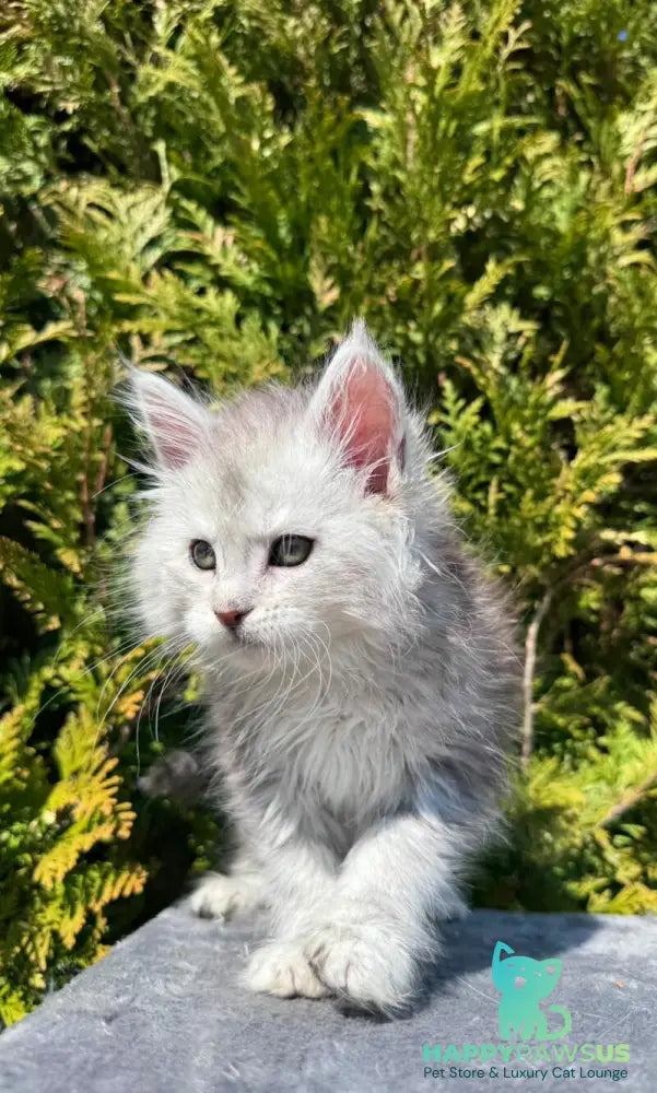 Evelynа Maine Coon female black silver ticked tabby - live animals