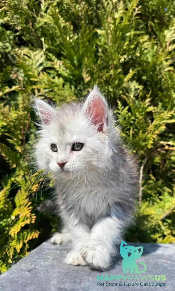 Evelynа Maine Coon female black silver ticked tabby - live animals