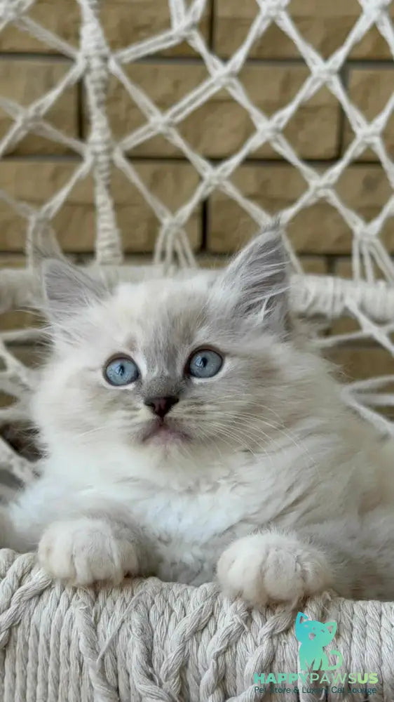 Even Siberian male blue pointed bicolour - live animals