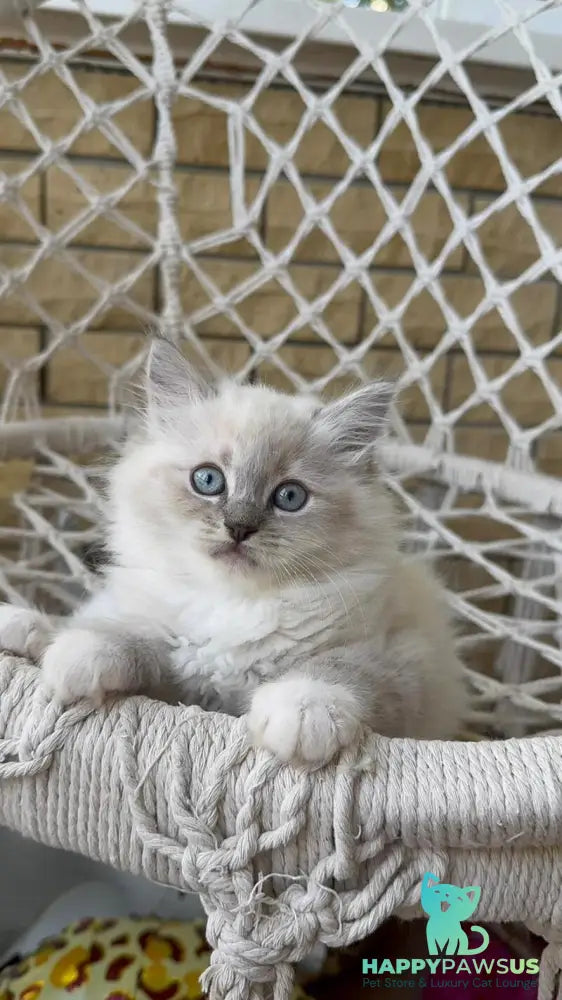 Even Siberian male blue pointed bicolour - live animals