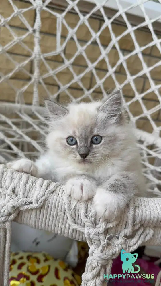Even Siberian male blue pointed bicolour - live animals