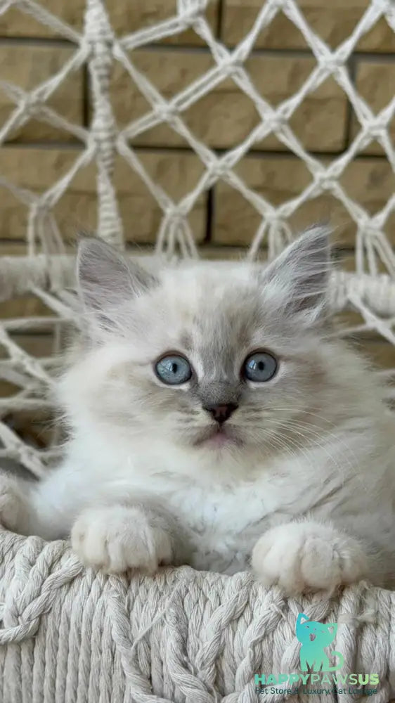 Even Siberian male blue pointed bicolour - live animals