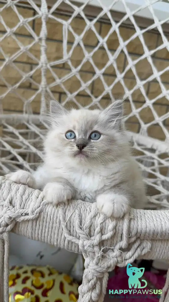 Even Siberian male blue pointed bicolour - live animals