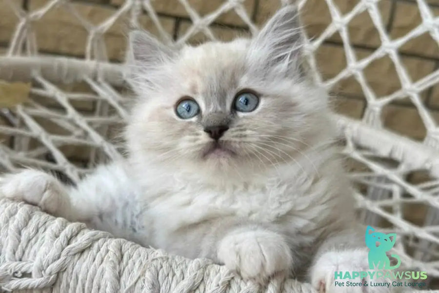 Even Siberian male blue pointed bicolour - live animals