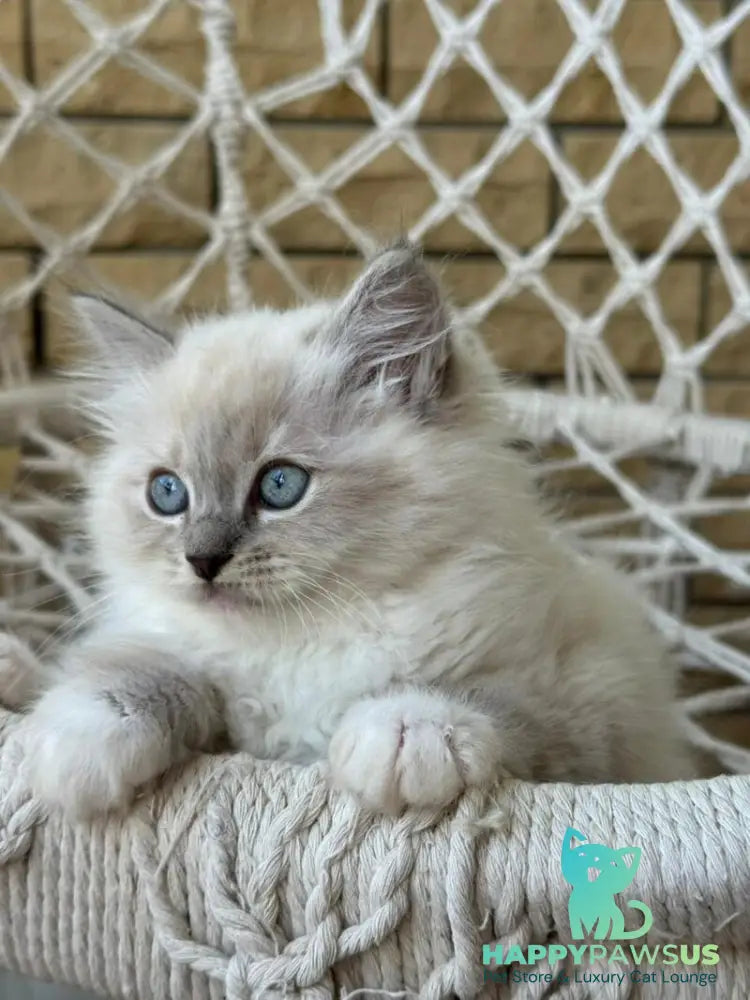 Even Siberian male blue pointed bicolour - live animals