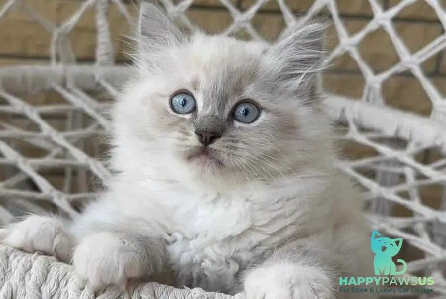 Even Siberian male blue pointed bicolour - live animals