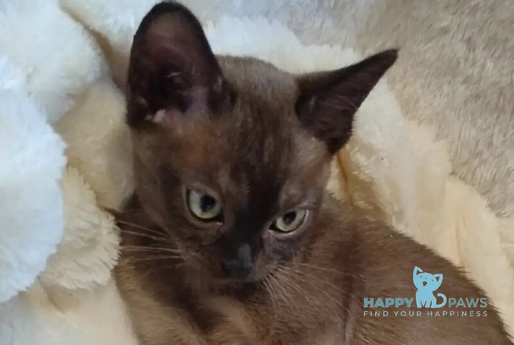 Everest Burmese male black live animals