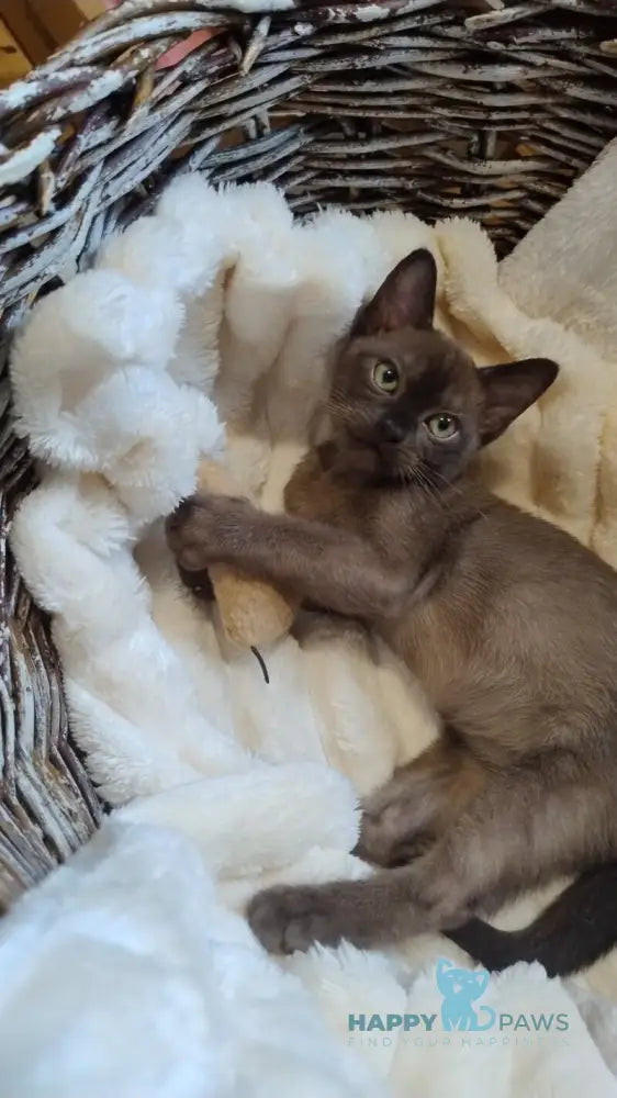 Everest Burmese male black live animals