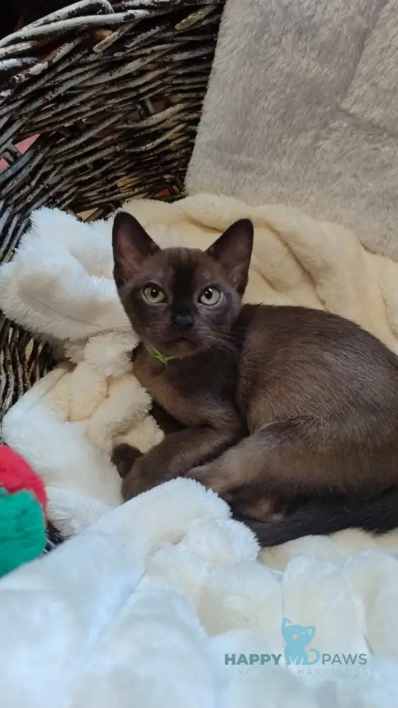 Everest Burmese male black live animals