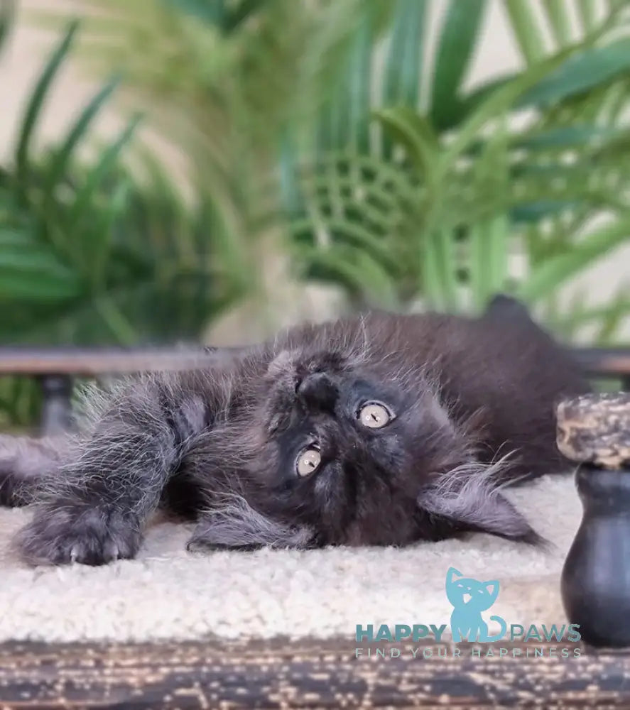 Everest Maine Coon male black silver live animals