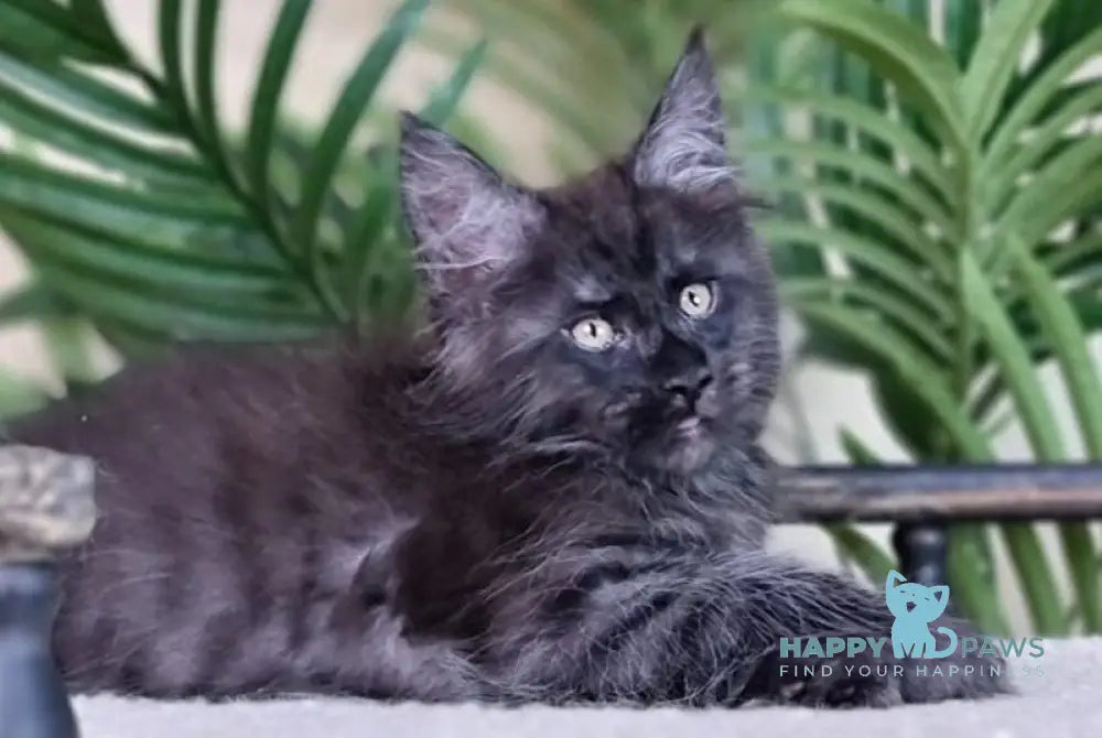Everest Maine Coon male black silver live animals