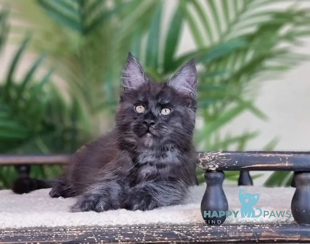 Everest Maine Coon male black silver live animals