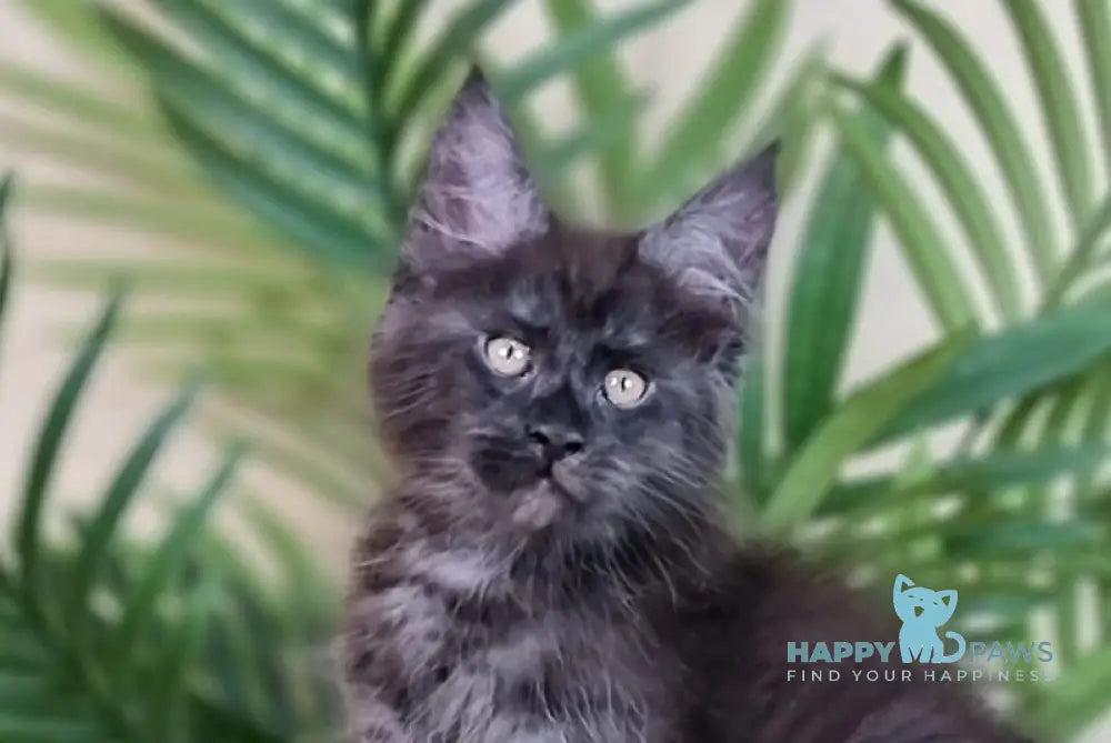 Everest Maine Coon male black silver live animals