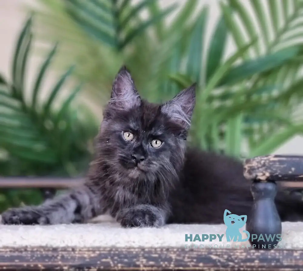 Everest Maine Coon male black silver live animals