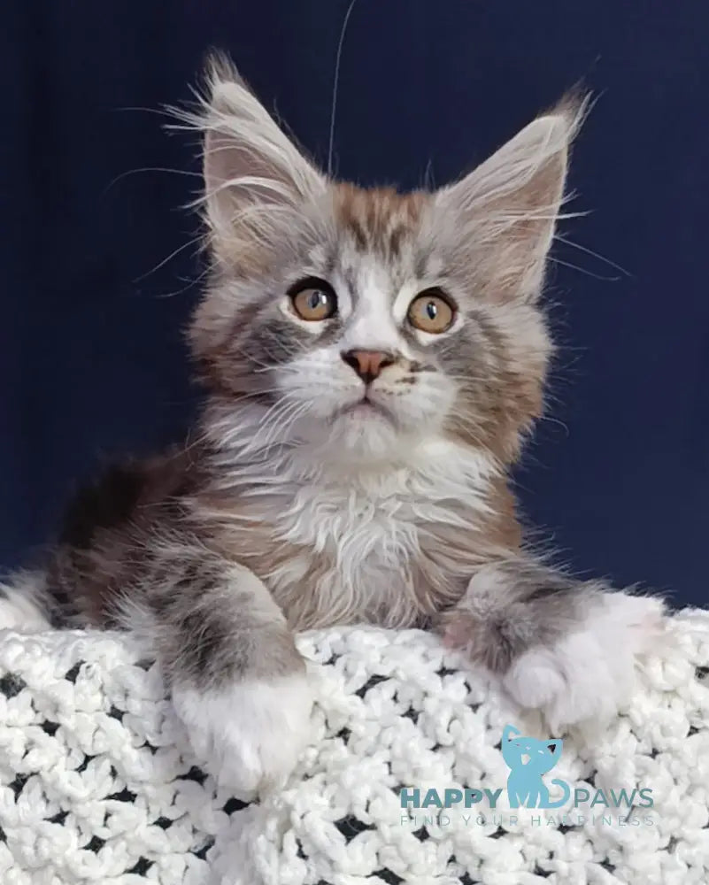 Everest Maine Coon male black tabby bicolour live animals