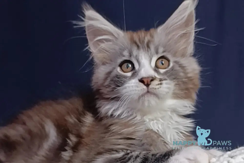 Everest Maine Coon male black tabby bicolour live animals