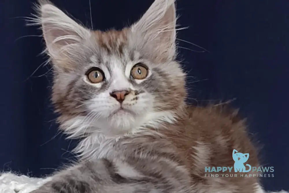 Everest Maine Coon male black tabby bicolour live animals