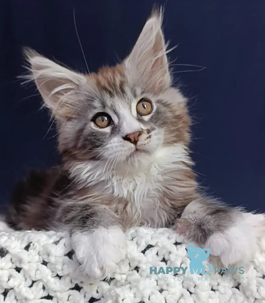 Everest Maine Coon male black tabby bicolour live animals