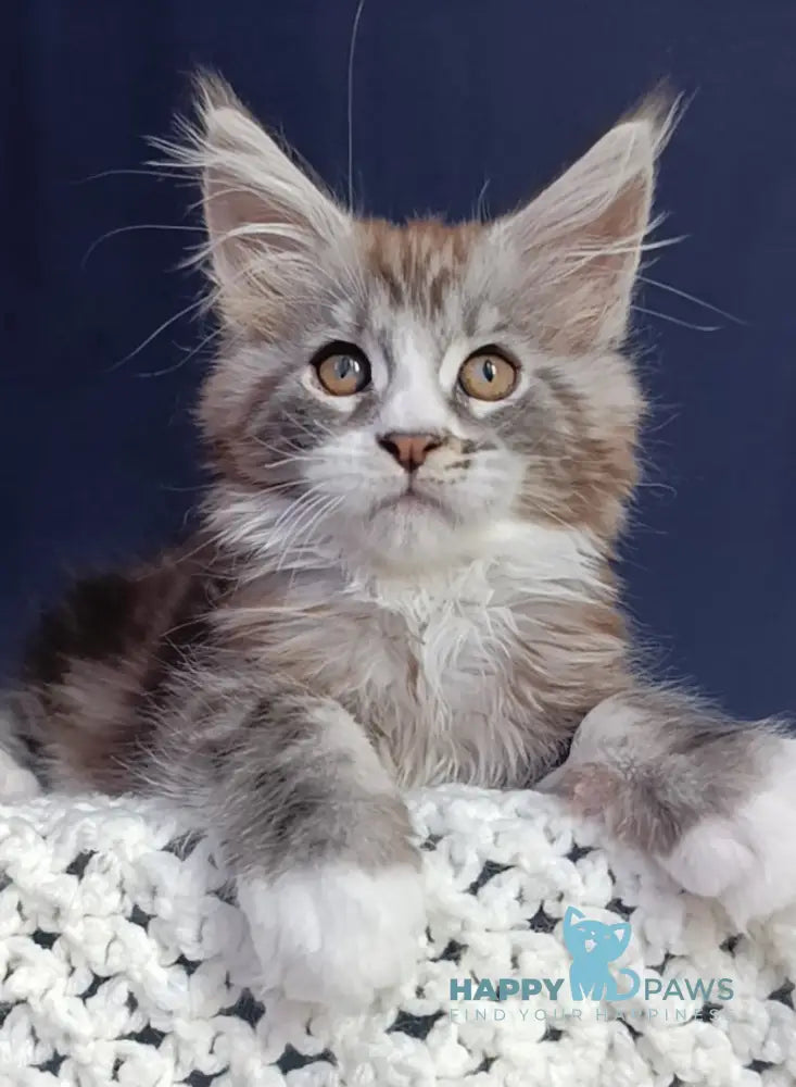 Everest Maine Coon male black tabby bicolour live animals