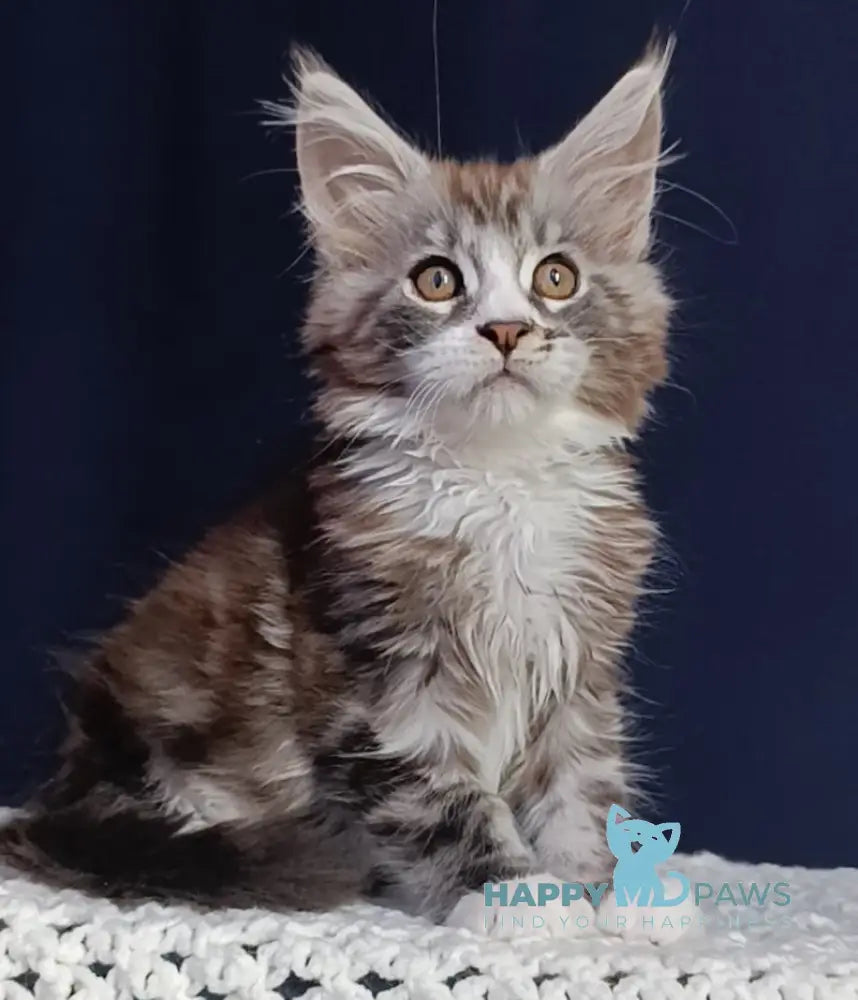Everest Maine Coon male black tabby bicolour live animals