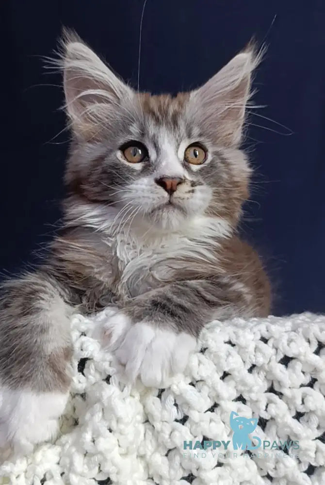 Everest Maine Coon male black tabby bicolour live animals