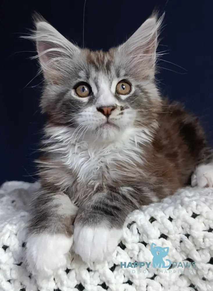 Everest Maine Coon male black tabby bicolour live animals