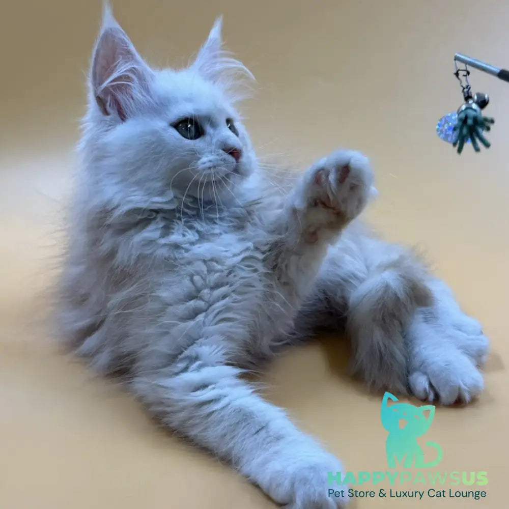Everest Maine Coon male red silver - live animals