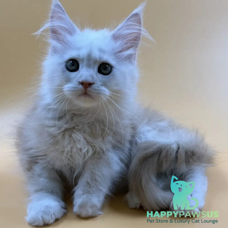Everest Maine Coon male red silver - live animals