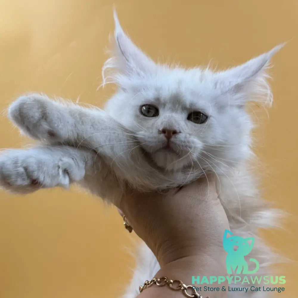 Everest Maine Coon male red silver - live animals